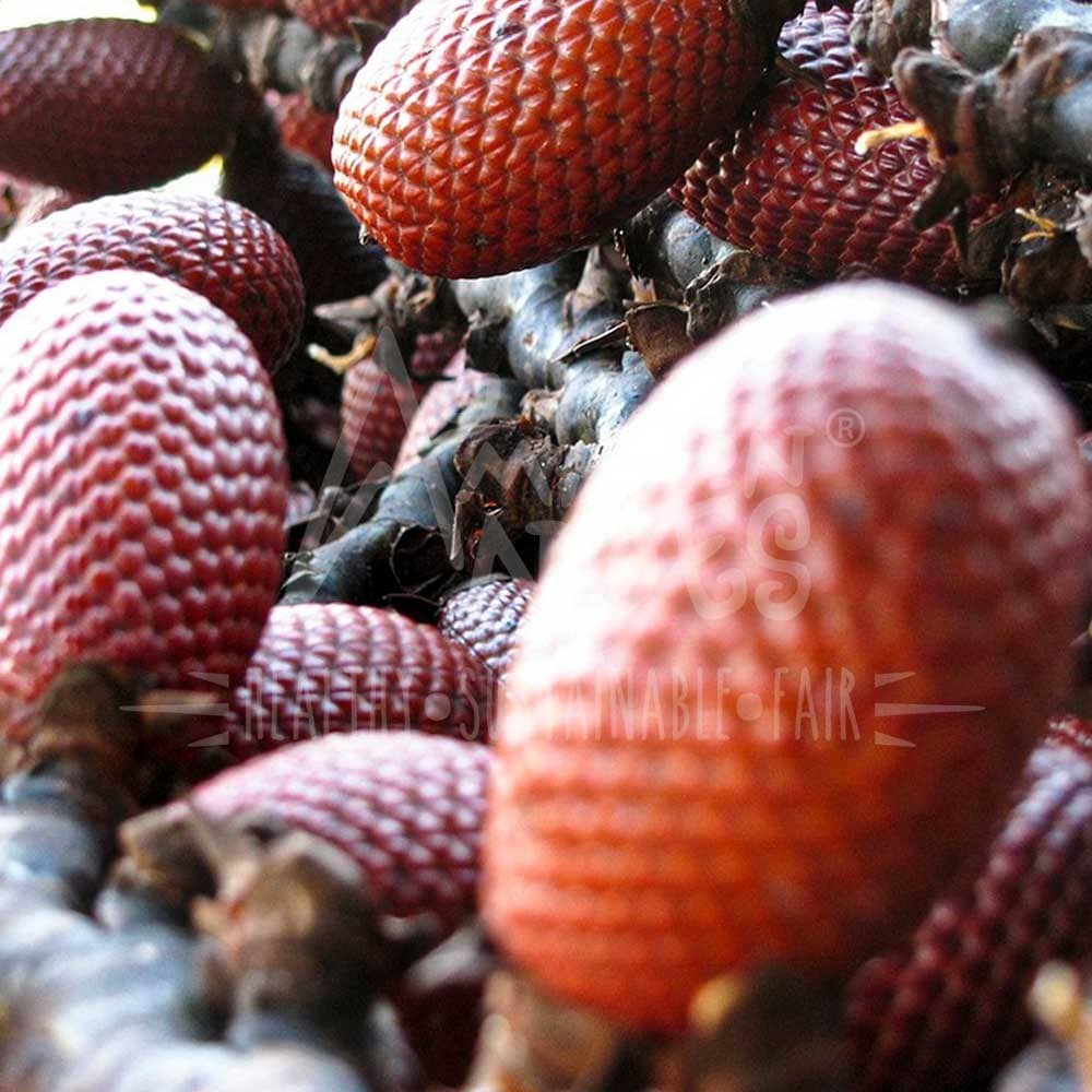 Aguaje (Buriti) Oil Cold-Pressed | Beta-Carotene & Phytoestrogens for Skin | 30 ml (1.02 fl oz) | 100% Pure — image 3